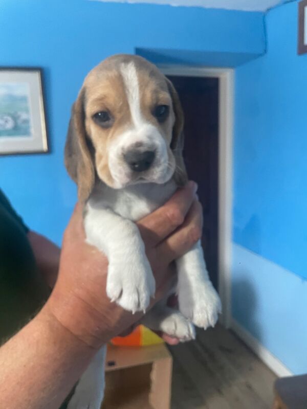 Stunning KC registered tri coloured beagle bitch puppies for sale in Carlisle Cumbria | Image 2