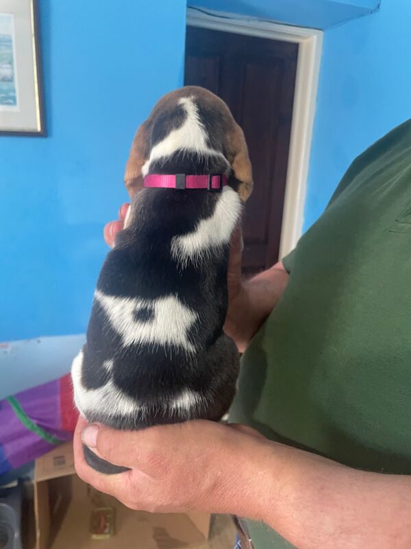 Stunning KC registered tri coloured beagle bitch puppies for sale in Carlisle Cumbria | Image 3