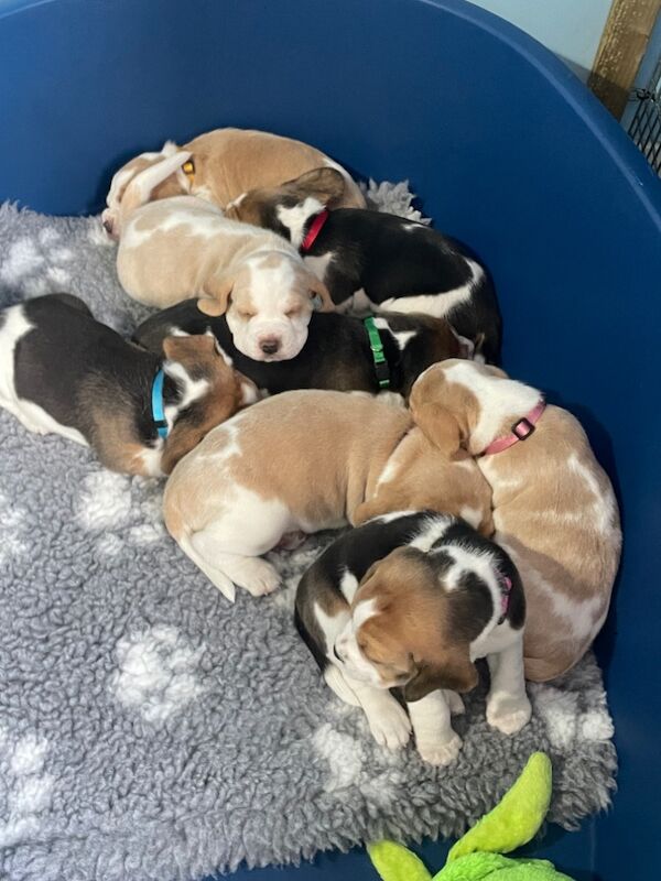 Stunning KC registered tri coloured beagle bitch puppies for sale in Carlisle Cumbria | Image 4