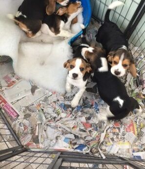 Super Stunning Beagle puppies for sale in Sheffield, South Yorkshire - Image 1