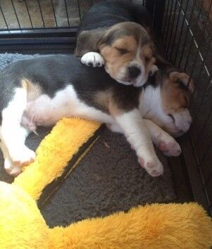Super Stunning Beagle puppies for sale in Sheffield, South Yorkshire - Image 2