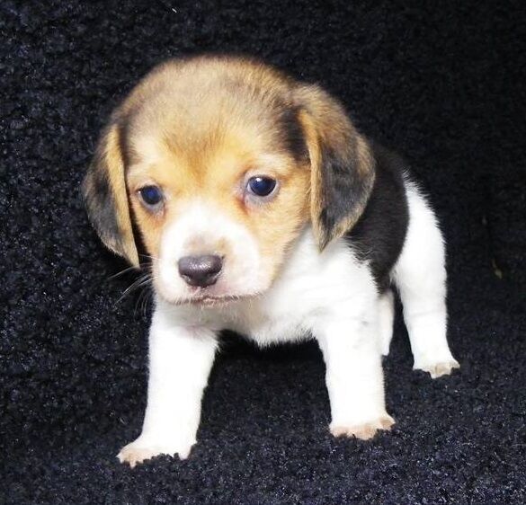 Super Stunning Beagle puppies for sale in Sheffield, South Yorkshire | Image 3