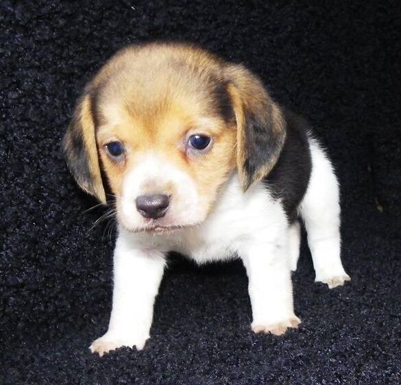 Super Stunning Beagle puppies for sale in Sheffield, South Yorkshire - Image 3
