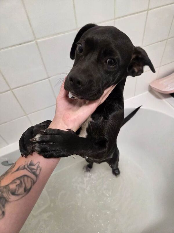 This gorgeous girl is Luna, or known to her instagram followers as Luna Little Legs. - Image 2 of 4