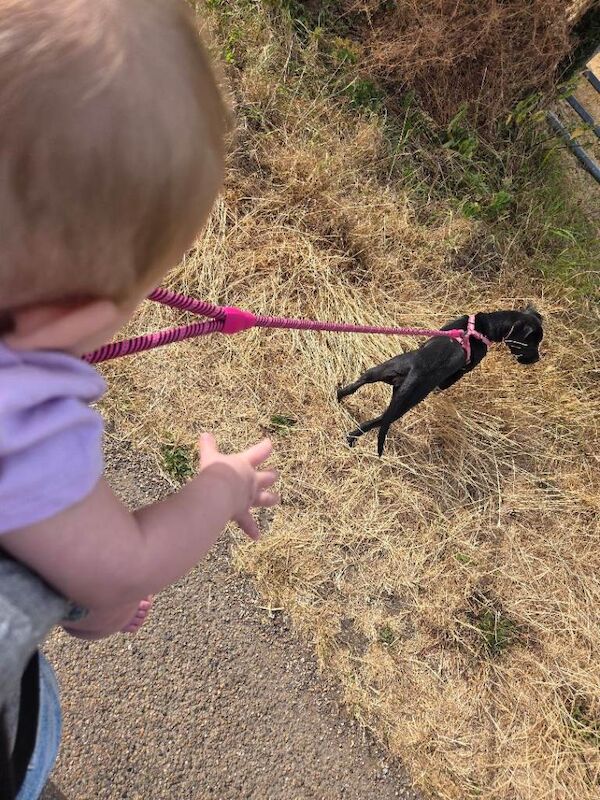 This gorgeous girl is Luna, or known to her instagram followers as Luna Little Legs. - Image 4 of 4