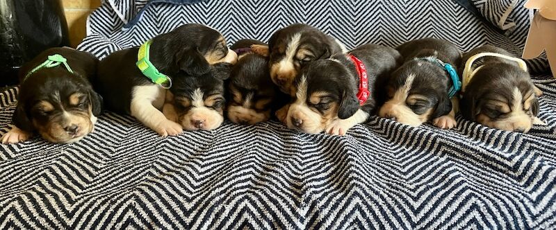Traditional tri beagles