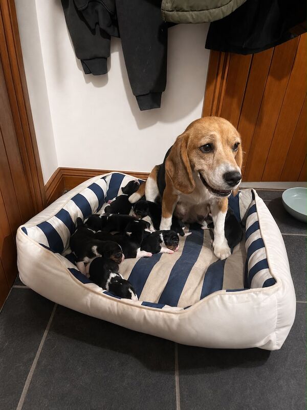 Traditional tri beagles - Image 3 of 3