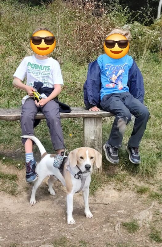 Trained Beagle for sale in Dartford, Kent