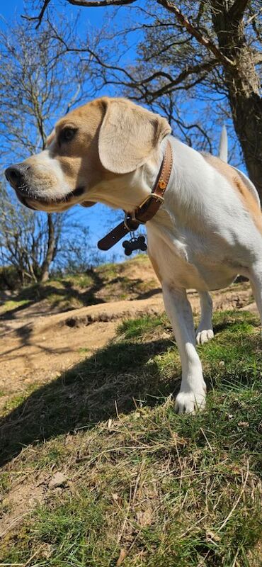 Trained Beagle for sale in Dartford, Kent | Image 2
