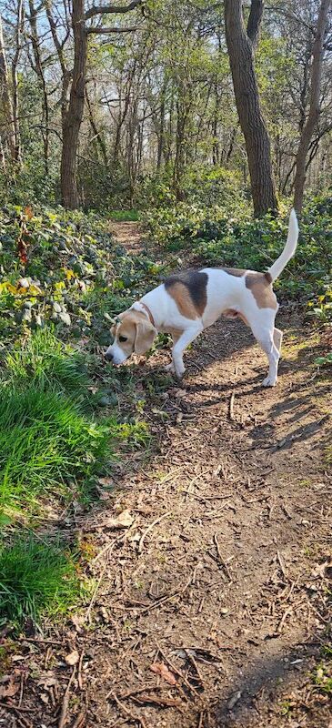Trained Beagle for sale in Dartford, Kent | Image 3