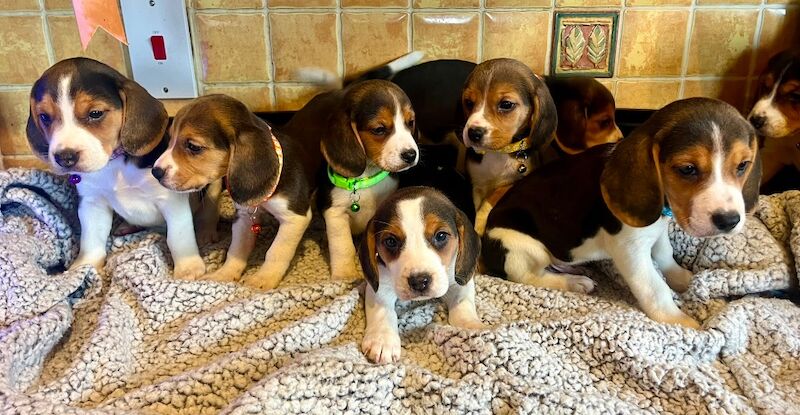 Tri beagles - Image 2 of 3