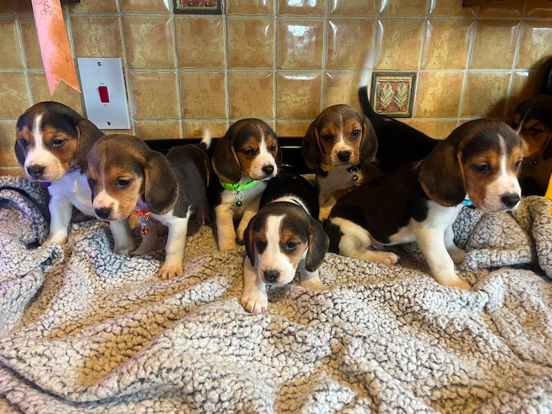 Tri beagles - Image 3 of 3