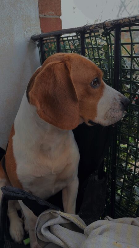 Tri coloured beagle for sale in Abingdon-on-Thames, Oxfordshire
