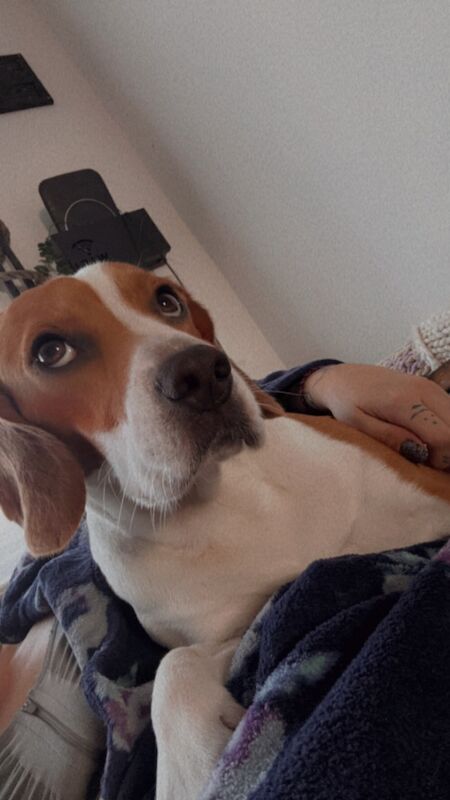 Tri coloured beagle for sale in Abingdon-on-Thames, Oxfordshire | Image 2