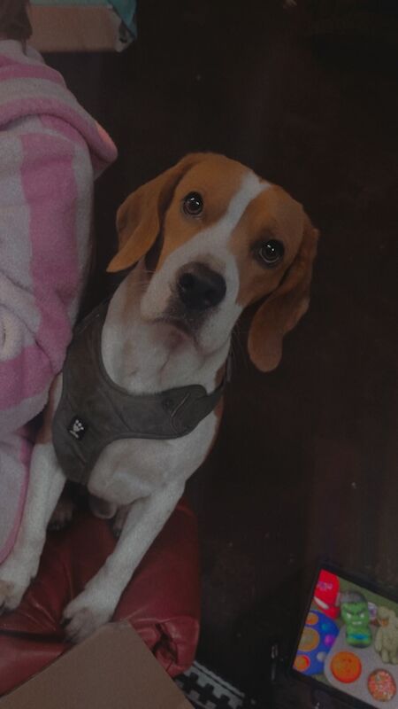 Tri coloured beagle for sale in Abingdon-on-Thames, Oxfordshire | Image 3