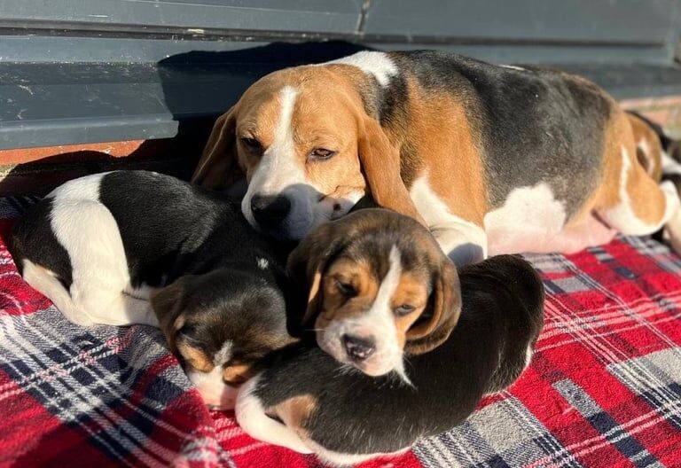 Beagle puppies for sale in Llandysul, Dyfed – 11 months old - Image 1 of 3