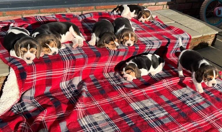 Two Gorgeous female beagle puppies for sale in Llandysul, Dyfed - Image 2