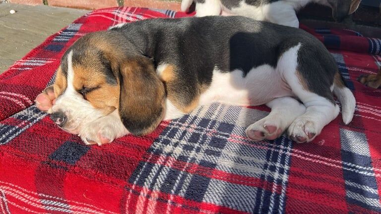 Beagle puppies for sale in Llandysul, Dyfed – 11 months old - Image 3 of 3