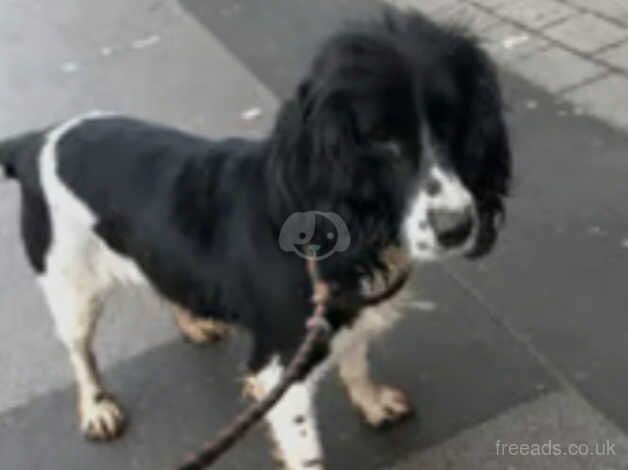 Very sad rehome of molly springer spaniel female for sale in Bishop's Hull, Somerset