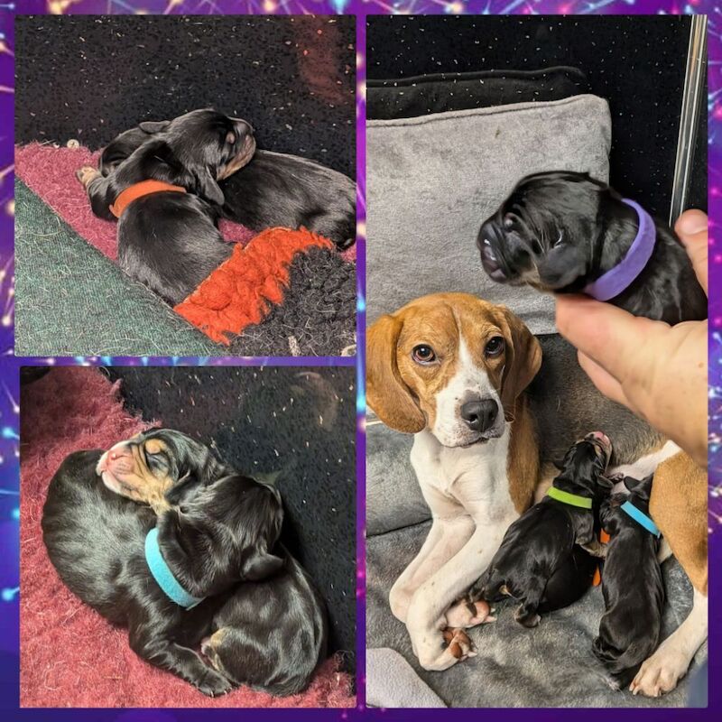 Beagle puppies for sale in Cambuslang, Lanarkshire – 5 months old - Image 3 of 7