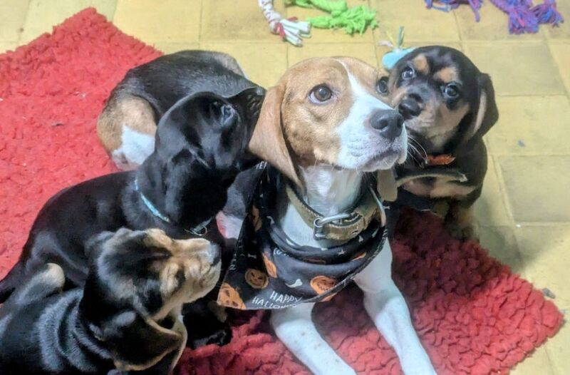 Beagle puppies for sale in Cambuslang, Lanarkshire – 5 months old - Image 4 of 7