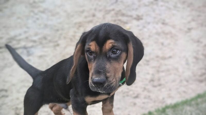 Labrador Retriever Black And Tan Coonhound Puppies For Sale