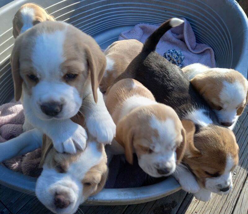 Adorable Beagles Pups For Sale in Telford, Shropshire
