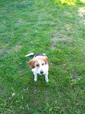 Dariusz Ireneusz Bulhak - Beagle breeder