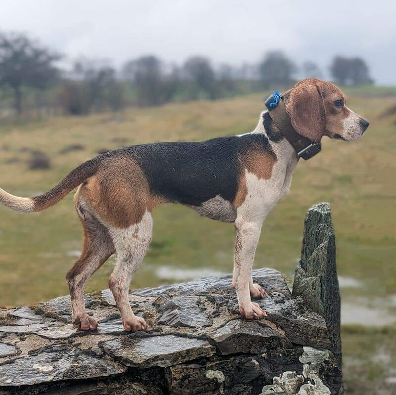 Anna Hardie - Private Seller on Beagle Owners - Image 1