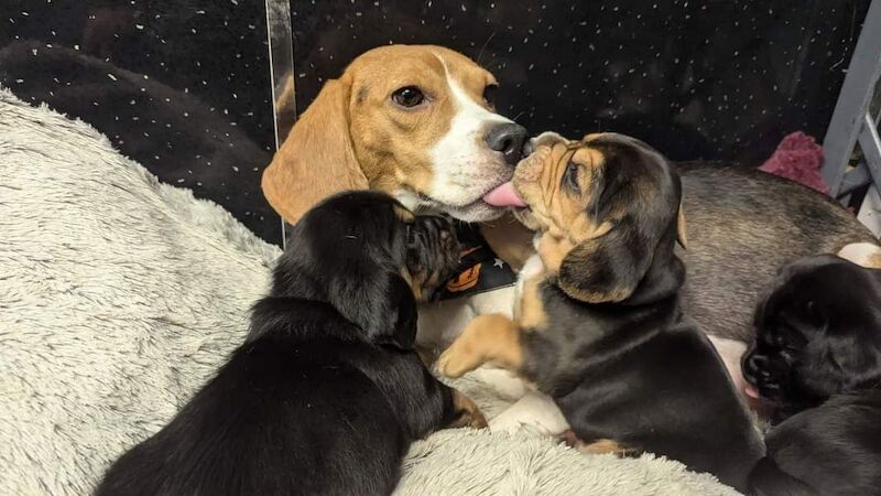 Anna Hardie - Private Seller on Beagle Owners - Image 2