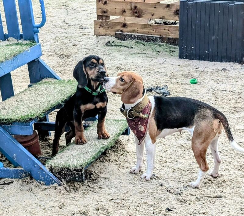 Anna Hardie - Private Seller on Beagle Owners - Image 5