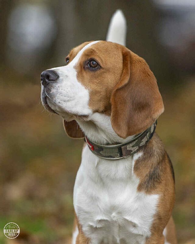 Vanessa Snuggs - Private Seller on Beagle Owners - Image 1