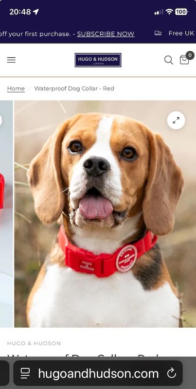 Vanessa Snuggs - Private Seller on Beagle Owners - Image 2