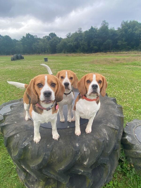 Vanessa Snuggs - Private Seller on Beagle Owners - Image 3